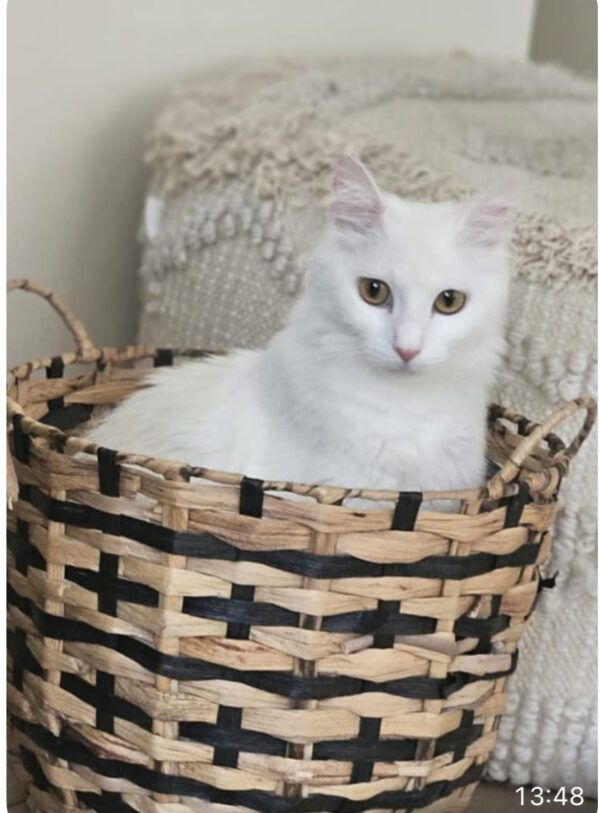 Lilly - social and loving