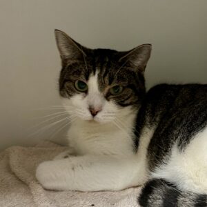 Shadow - shy and sweet