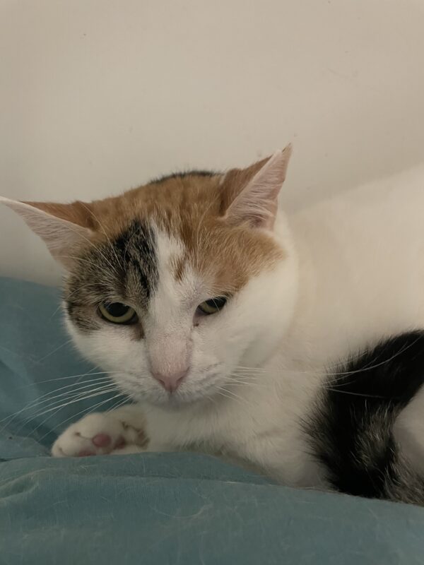 Valentina - sweet and gentle - Image 4