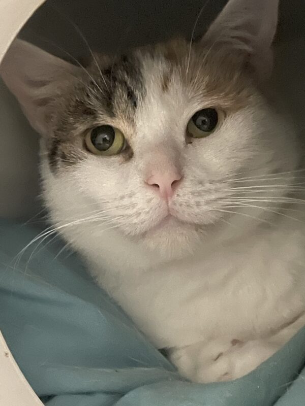 Valentina - sweet and gentle - Image 5