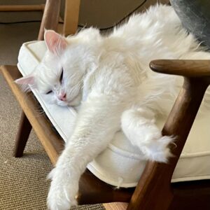 Mr Bigglesworth - friendly and affectionate