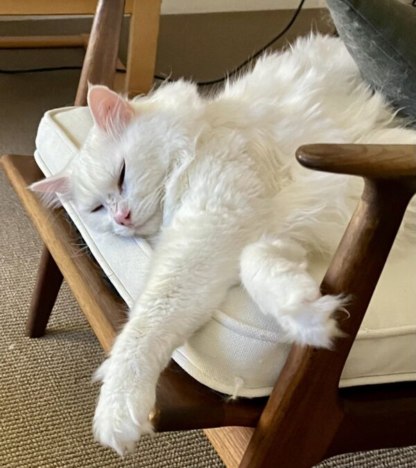 Mr Bigglesworth - friendly and affectionate