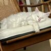 Mr Bigglesworth - friendly and affectionate - Image 4