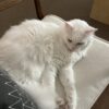 Mr Bigglesworth - friendly and affectionate - Image 3