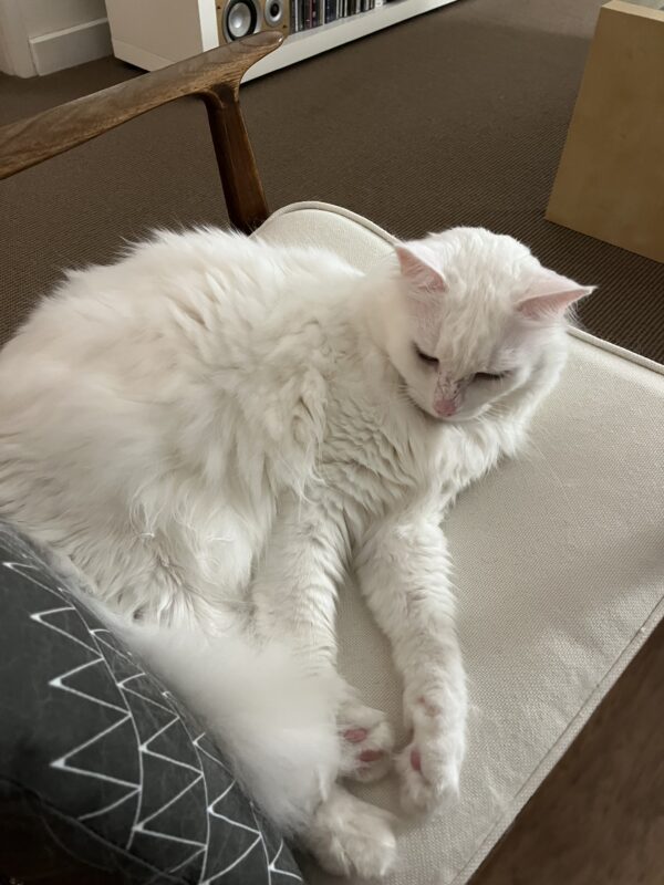 Mr Bigglesworth - friendly and affectionate - Image 3