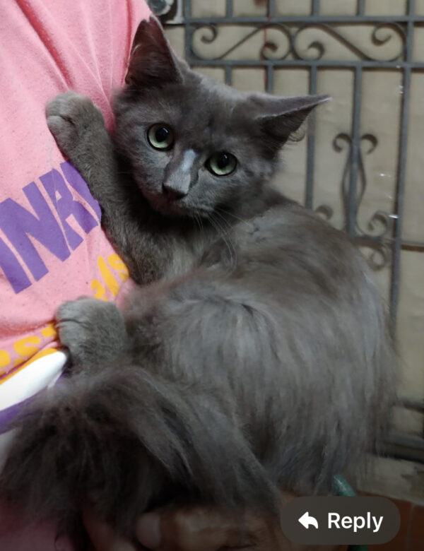 Mister - gentle and sweet boy - Image 4