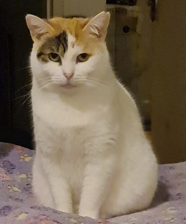 Valentina - sweet and gentle - Image 2