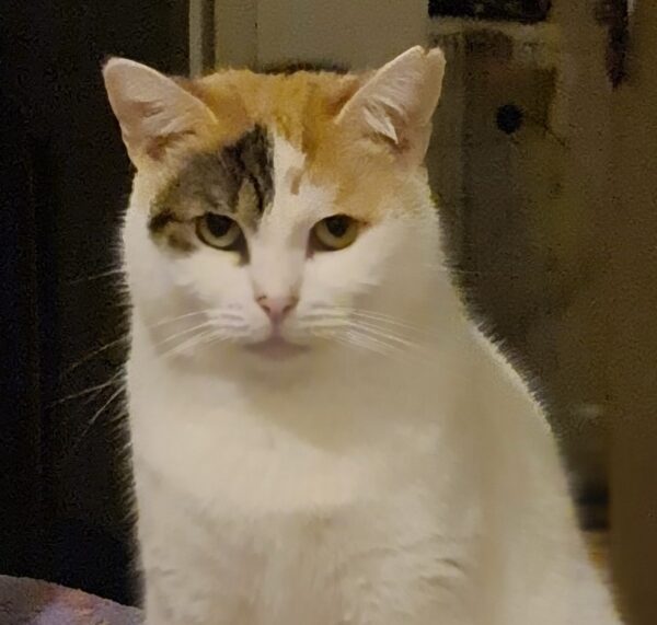 Valentina - sweet and gentle