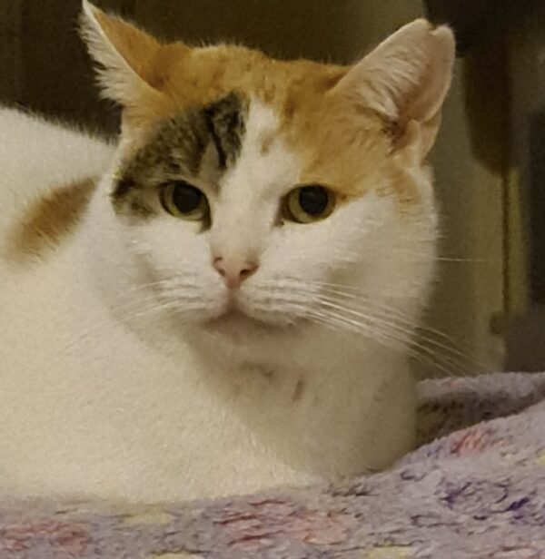 Valentina - sweet and gentle - Image 3
