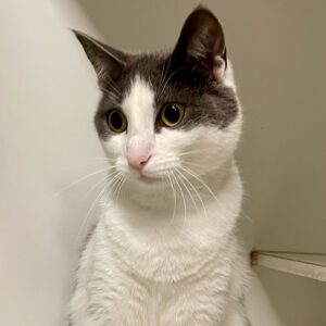 Luna - friendly and social