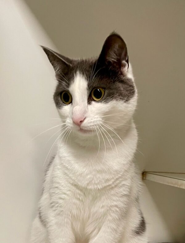 Luna - friendly and social