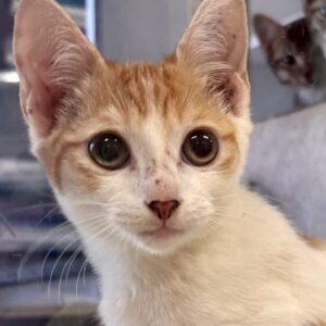 Adom - curious and extra playful