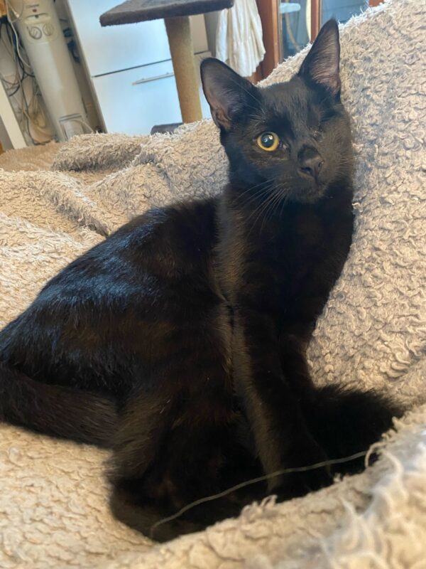 Limbani - social, affectionate and curious boy - Image 3