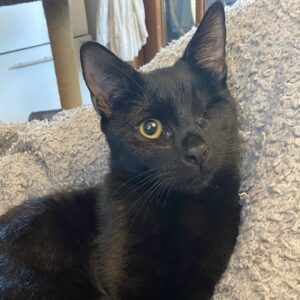Limbani - social, affectionate and curious boy