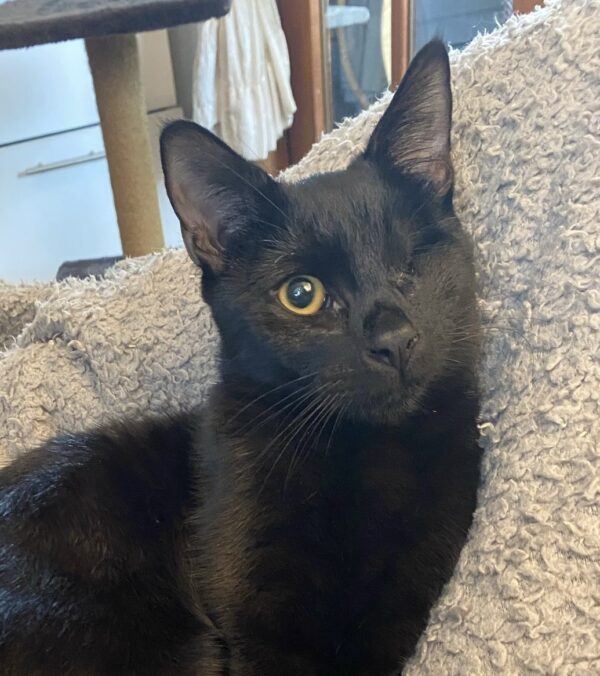 Limbani - social, affectionate and curious boy