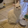 Mr Bigglesworth - friendly and affectionate - Image 5