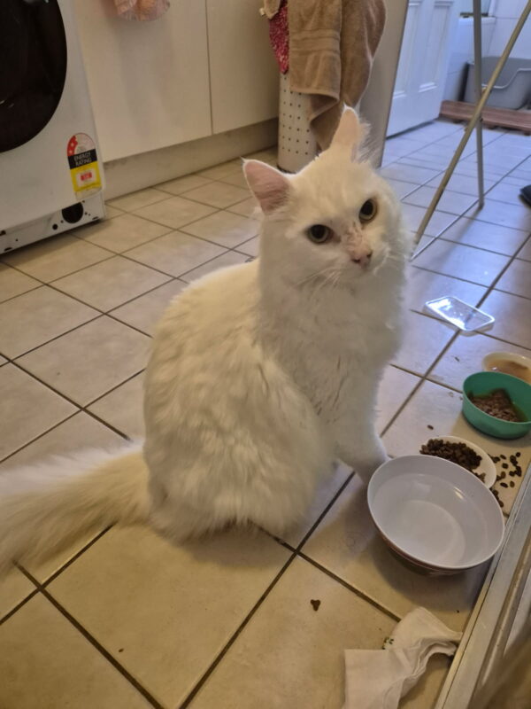 Mr Bigglesworth - friendly and affectionate - Image 5