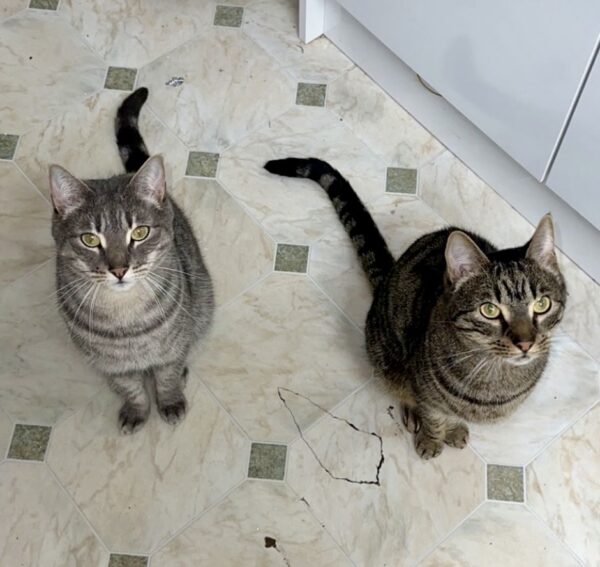 Turbo and Hiccup -a balanced duo - Image 2