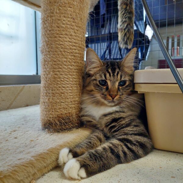 Rama - shy and affectionate - Image 3