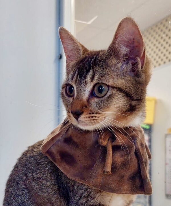Anat - easy going kitten