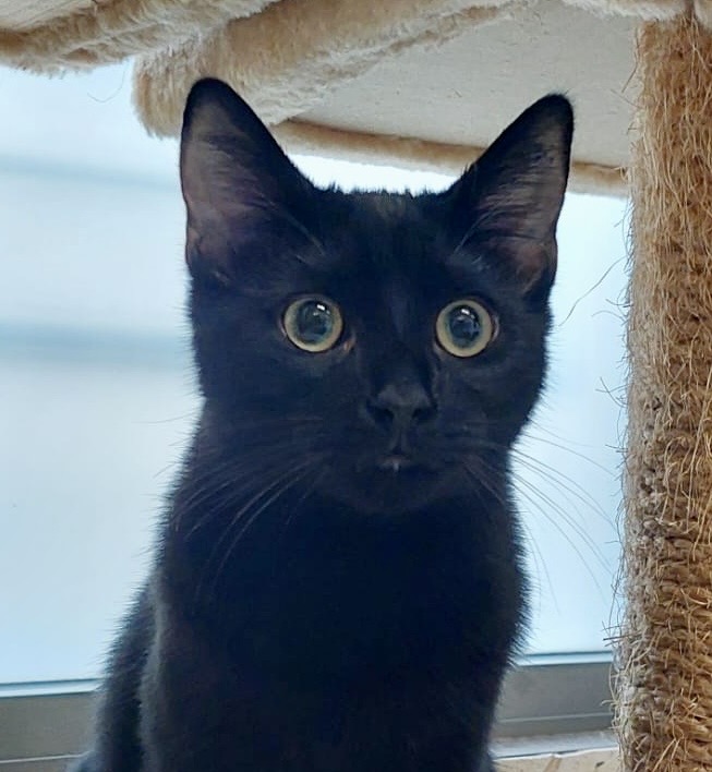 Samuel - sensitive soul