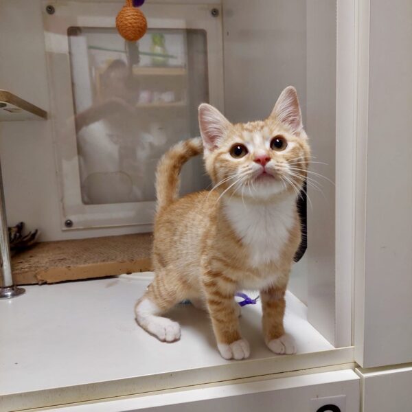Pip Squeak -adorable ginger kitten - Image 4