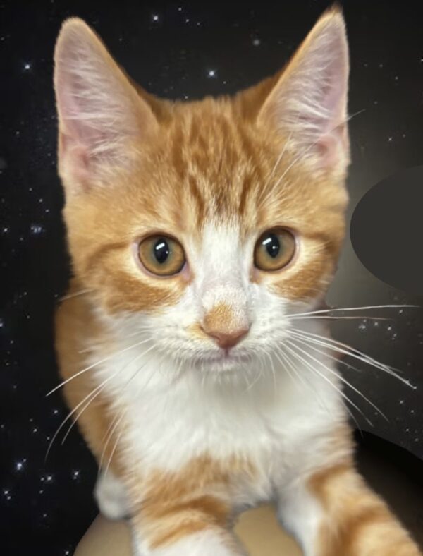 Chase - easy going kitten