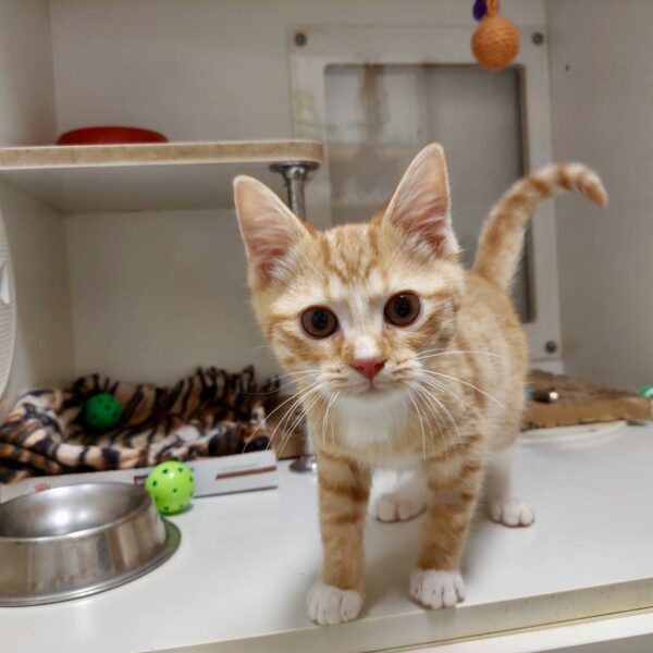 Pip Squeak -adorable ginger kitten - Image 5