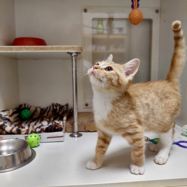 Pip Squeak -adorable ginger kitten - Image 3