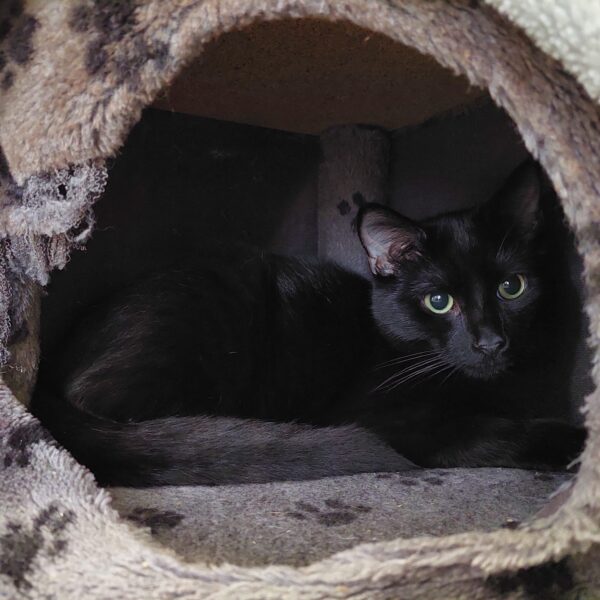 Bagheera - shy but sweet - Image 2