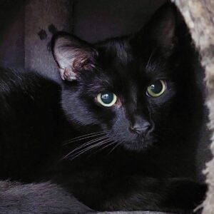 Bagheera - shy but sweet