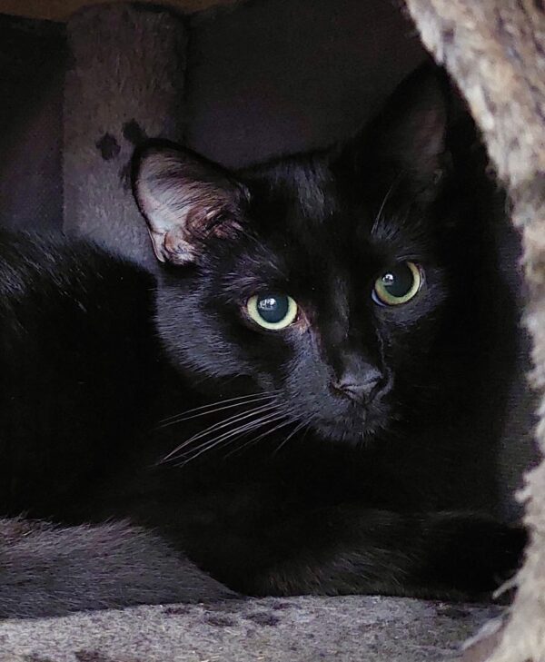 Bagheera - shy but sweet