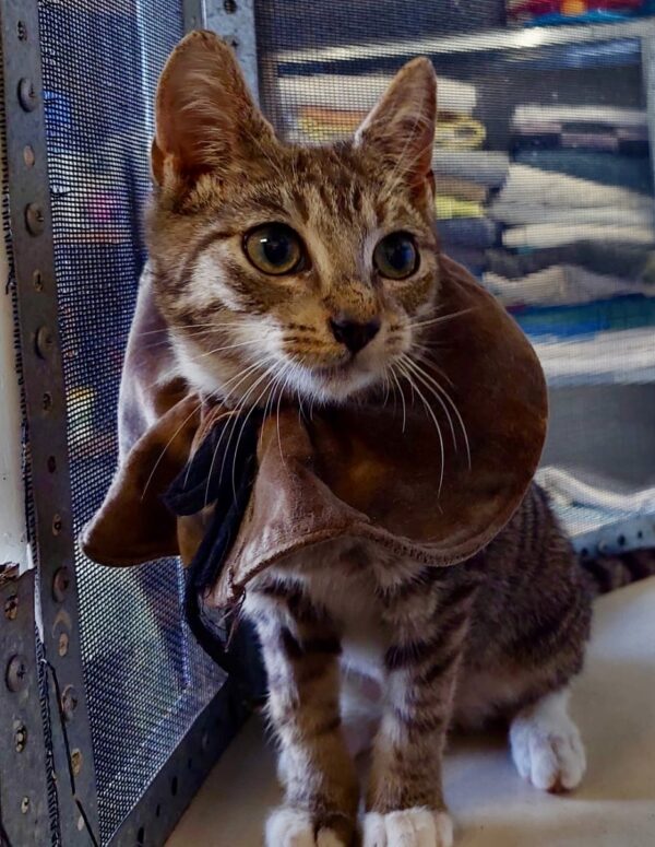 Aki - curious kitten - Image 4