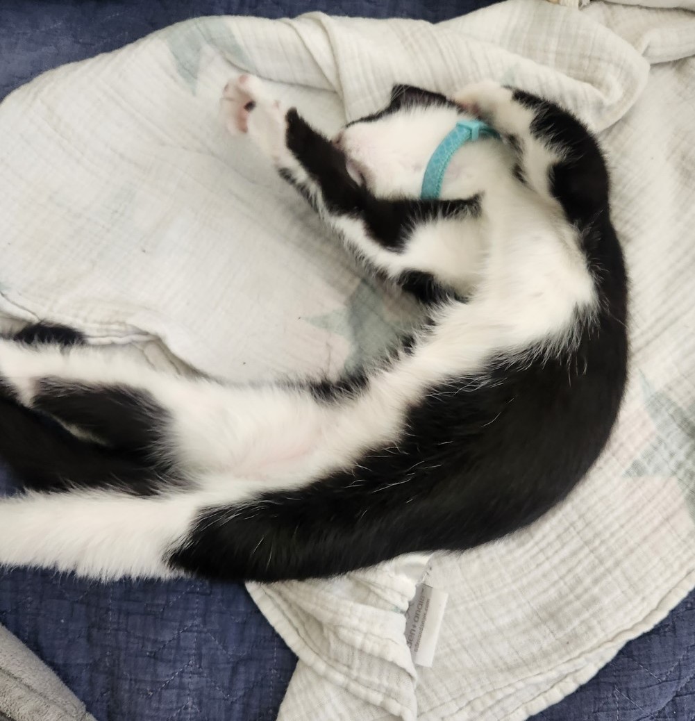 Happy Tails – Boots (our Butter) the cutest, sweetest thing ever!