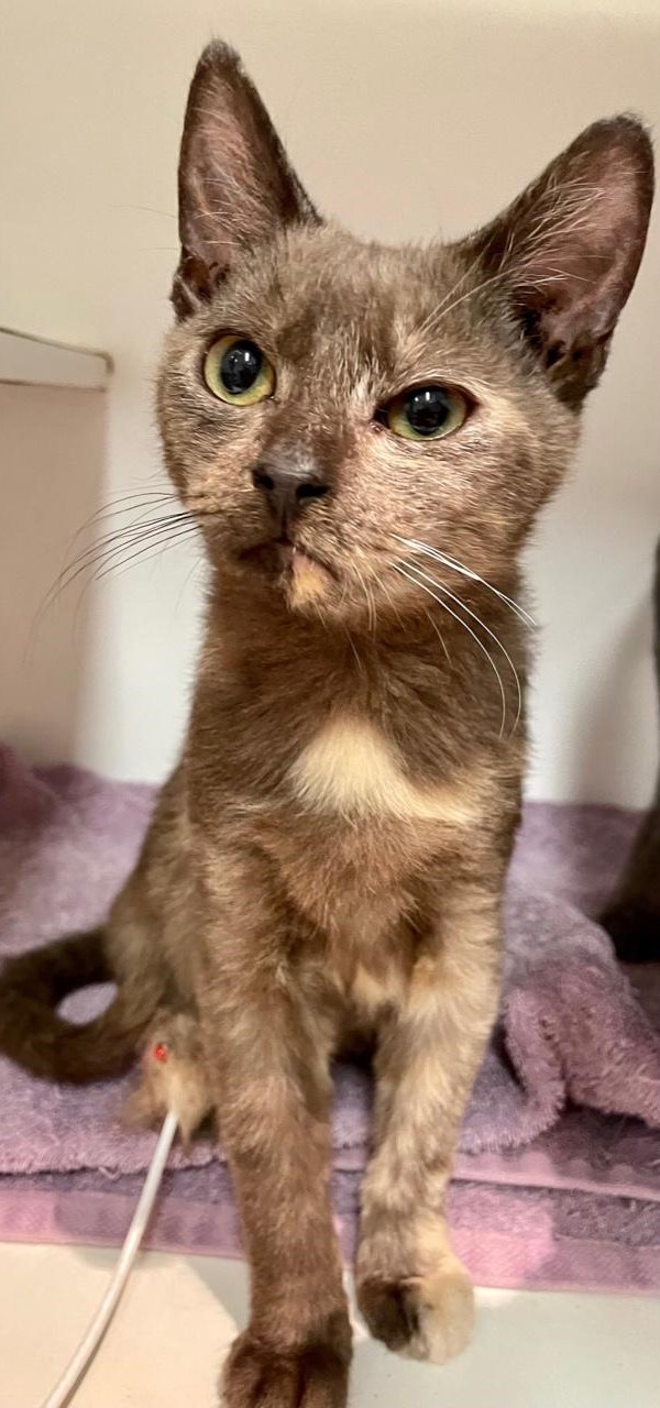 Happy tails – Kendi