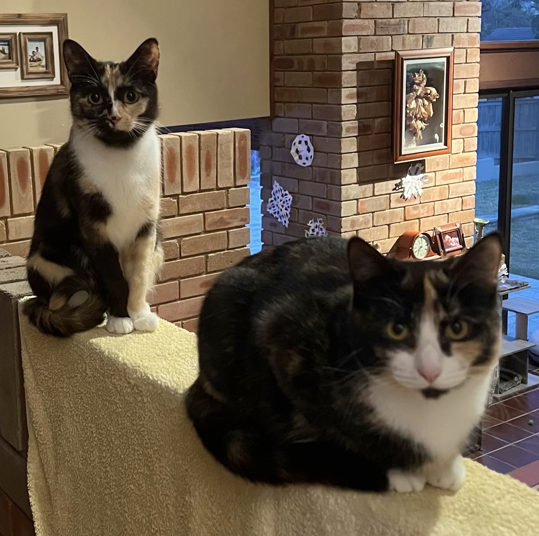 Happy tails – chaos in our lives