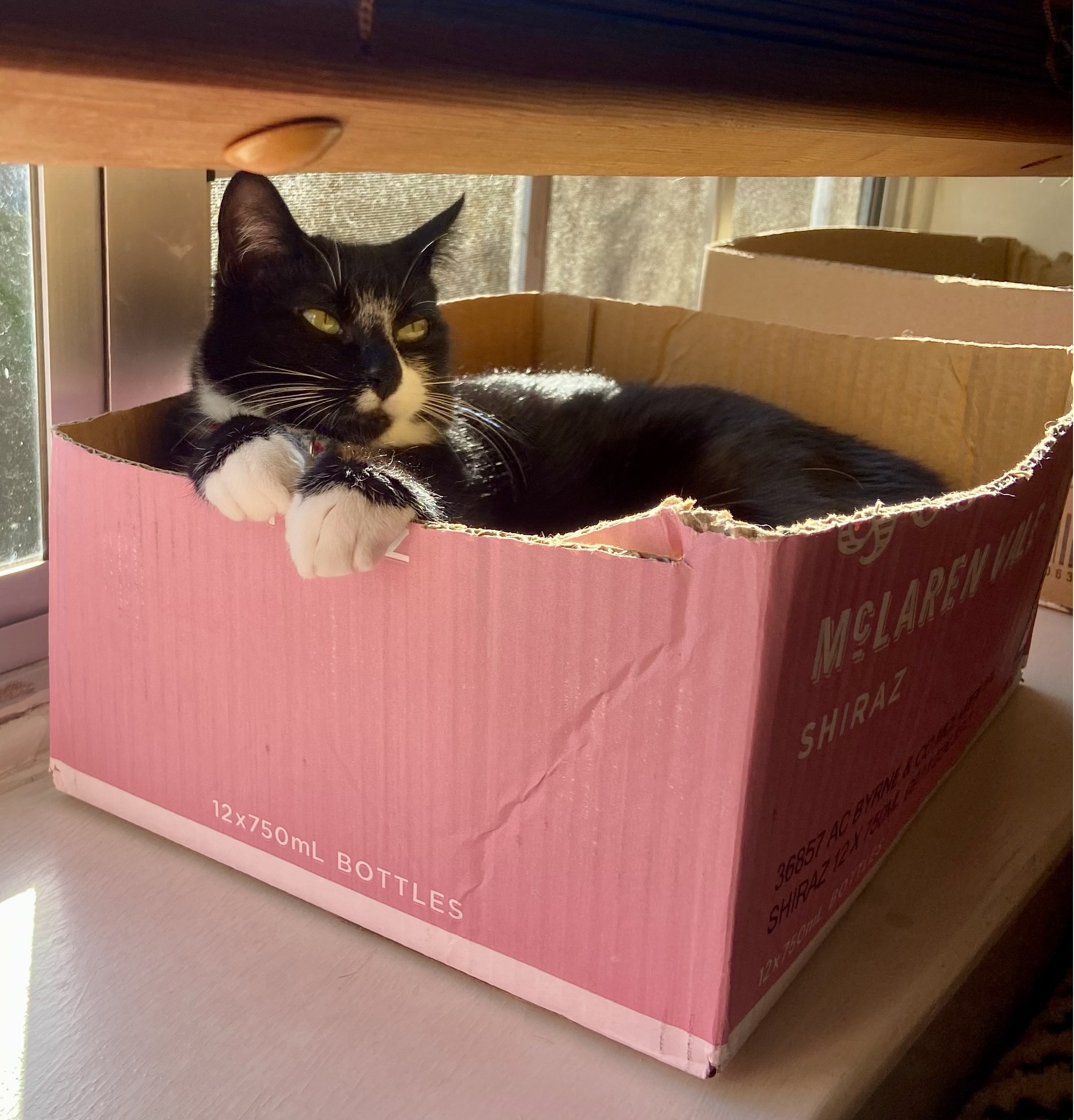 Happy tails – Bonnie – when sometimes a cardboard box is just right