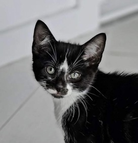 Happy tails – Toby – full of personality