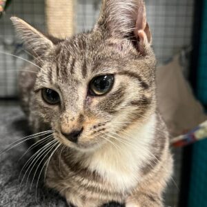 Aki - curious kitten
