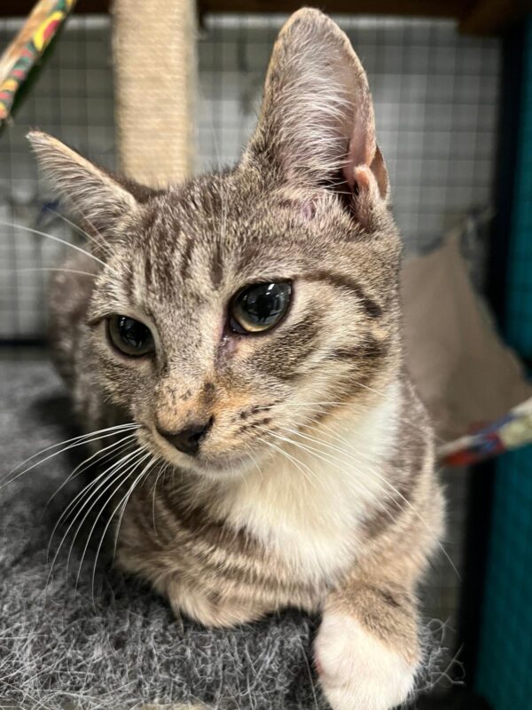 Aki - curious kitten