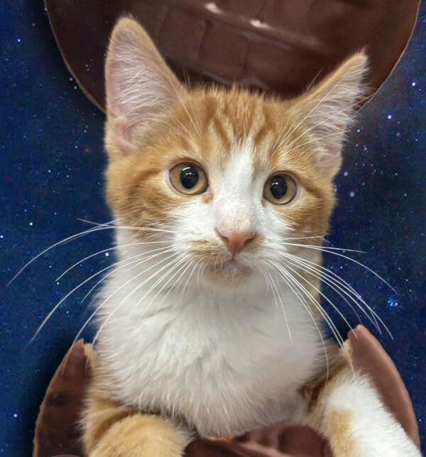 Ryder - fluffy and playful