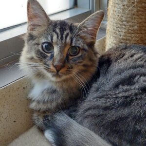 Rama - shy and affectionate