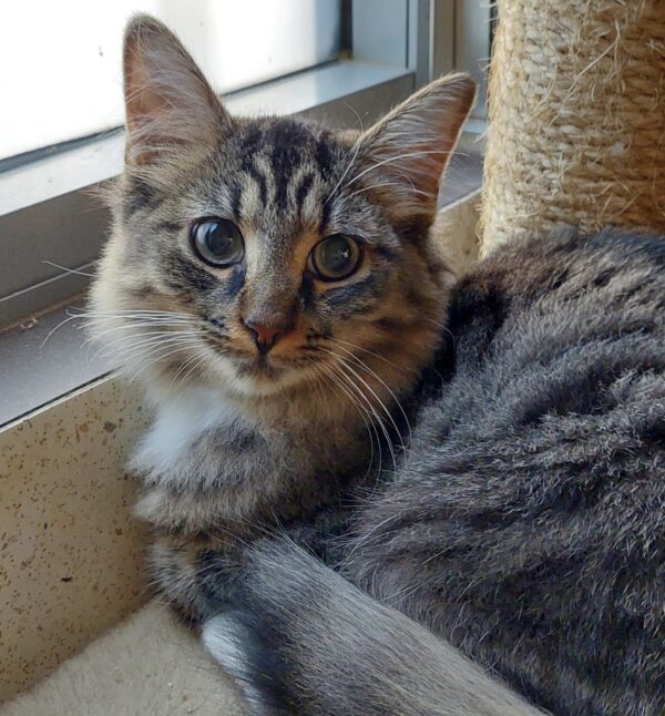 Rama - shy and affectionate