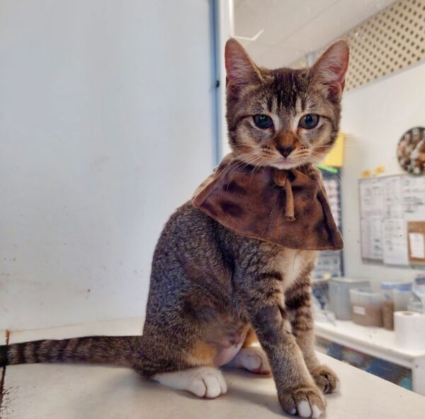 Anat - easy going kitten - Image 2