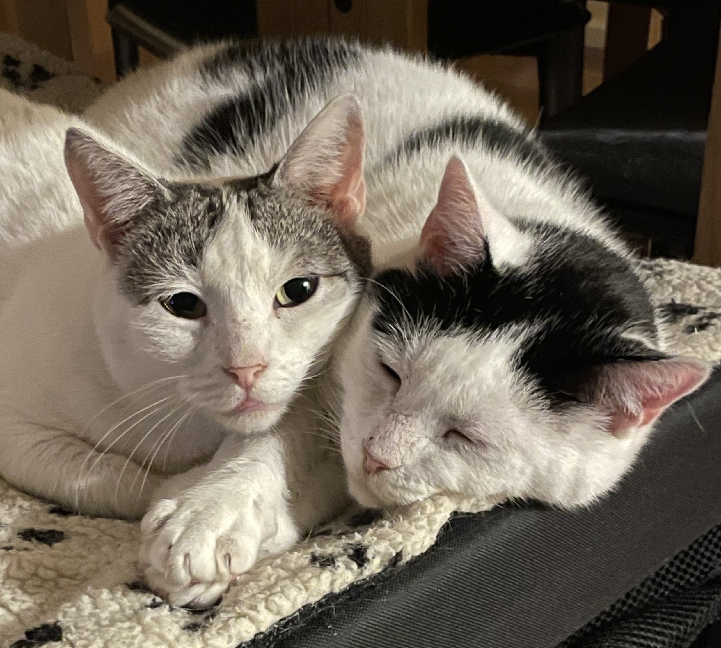 Happy tails – Charlie & Champ waited 610 days at SAFE!