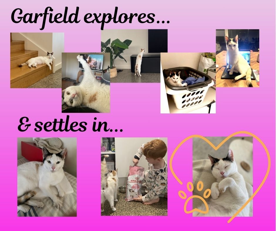 Happy tails – Garfield’s explorations