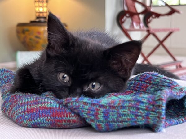 Licorice - sweet and a little cheeky - Image 3