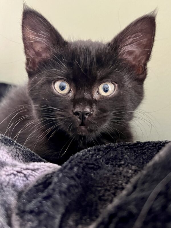 Licorice - sweet and a little cheeky - Image 2