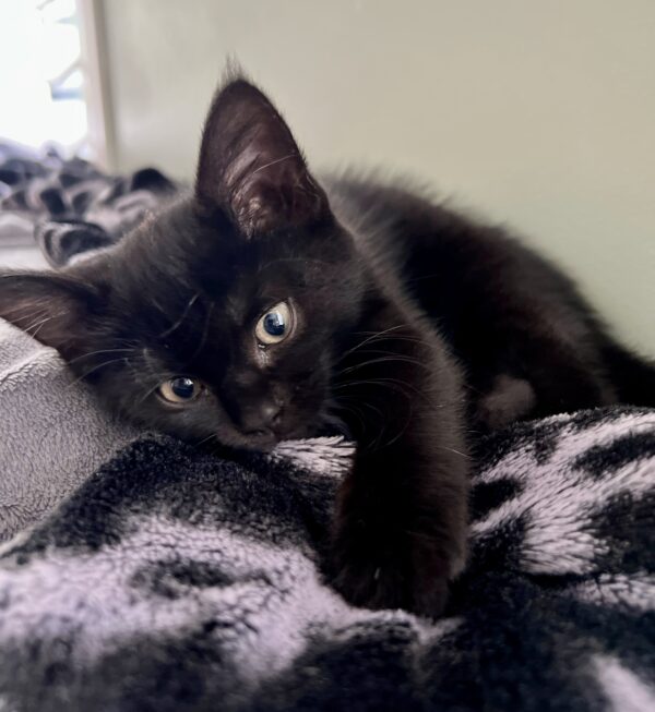 Licorice - sweet and a little cheeky