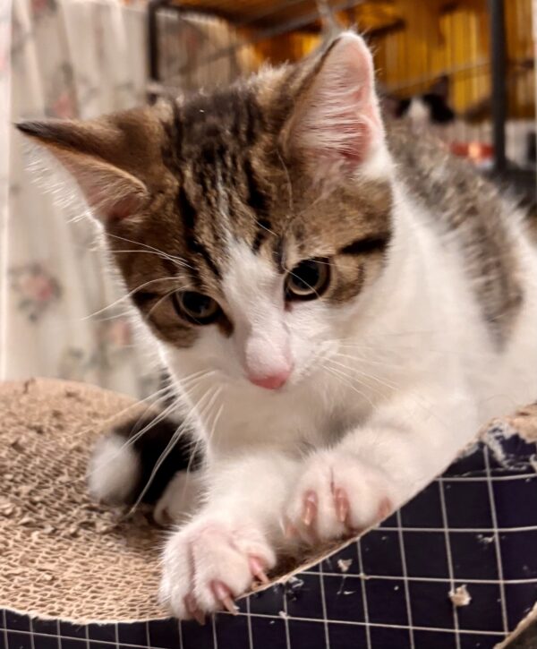 Tank - cuddle companion - Image 5
